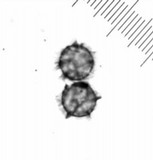 Lactarius subplinthogalus image