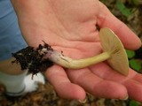 Tricholoma sulphureum image