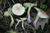 Tricholoma sulphureum image