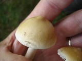 Amanita sinicoflava image