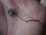 Mycena subcaerulea image