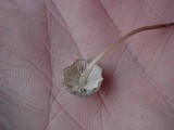Mycena subcaerulea image