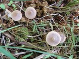 Mycena atroalboides image