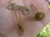 Mycena atroalboides image