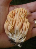 Ramaria formosa image