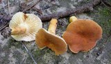 Lactarius hygrophoroides image