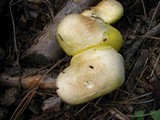 Floccularia albolanaripes image