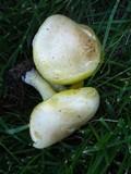 Floccularia albolanaripes image