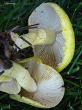 Floccularia albolanaripes image