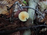 Marasmius strictipes image