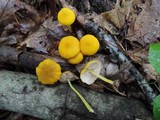 Pluteus chrysophlebius image