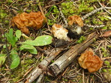 Gyromitra montana image