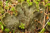 Peltigera membranacea image