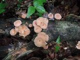 Gymnopus inodorus image