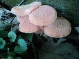 Rhodotus palmatus image