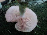 Rhodotus palmatus image