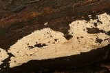 Irpex lacteus image
