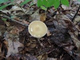 Melanoleuca alboflavida image