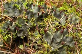 Peltigera polydactylon image