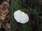 Crepidotus applanatus image