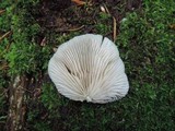 Crepidotus applanatus image