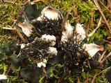 Peltigera polydactylon image