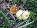 Suillus americanus image