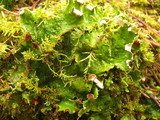 Peltigera leucophlebia image