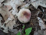 Russula mariae image
