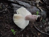 Russula mariae image