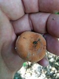Lactarius hygrophoroides image