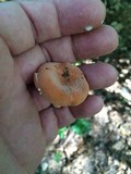 Lactarius hygrophoroides image