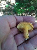 Lactarius hygrophoroides image