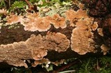 Stereum sanguinolentum image