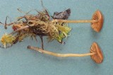 Galerina tibiicystis image