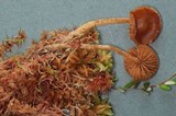 Galerina tibiicystis image