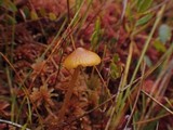 Galerina tibiicystis image