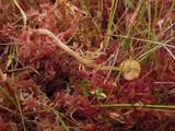 Galerina tibiicystis image