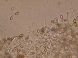 Galerina tibiicystis image