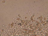 Galerina tibiicystis image