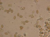 Galerina tibiicystis image