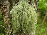 Usnea subfloridana image