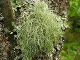 Usnea subfloridana image