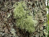 Usnea subfloridana image