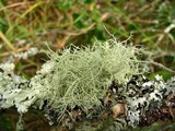 Usnea glabrescens image