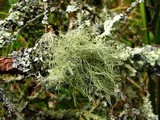 Usnea glabrescens image
