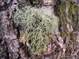 Usnea hirta image