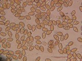 Galerina paludosa image