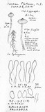 Galerina paludosa image