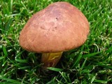 Boletochaete bicolor image